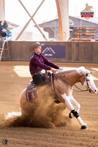 Quarter horse à vendre 