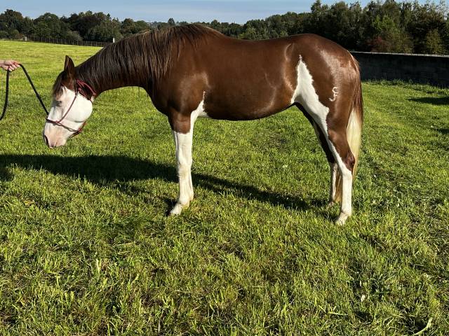 Quarter horse à vendre 