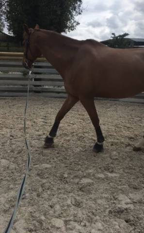 Cheval à vendre