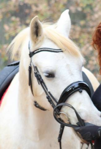 Bridon filet Anky dressage anatomique muserolle su&eacute;dois