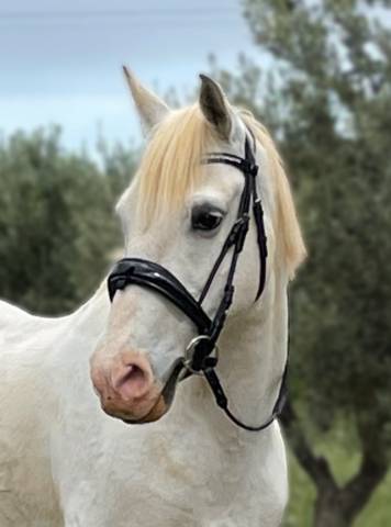 Bridon filet Anky dressage anatomique muserolle su&eacute;dois