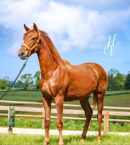 Pouliche kwpn Vitalis x Baron x Furstentern