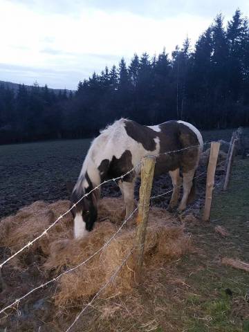 Cheval pie à vendre 