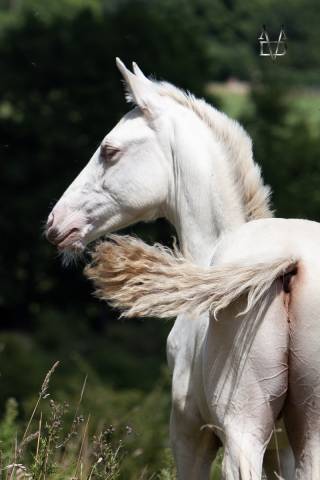Poulain Pure Race Espagnole Crème/Pearl 