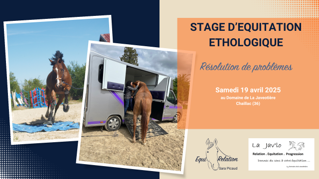 Stage d'équitation éthologique