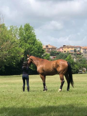 Dressage DHE Childeric 17’