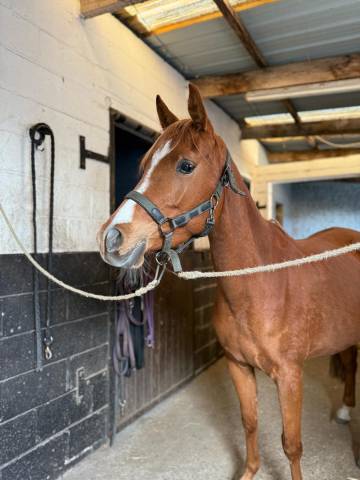 Poney arabe