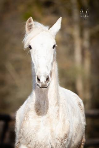 Poulain Pure Race Espagnole palomino &agrave; vendre