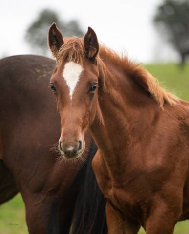 Poulain de 1 an souche Jumpy de Kreisker 