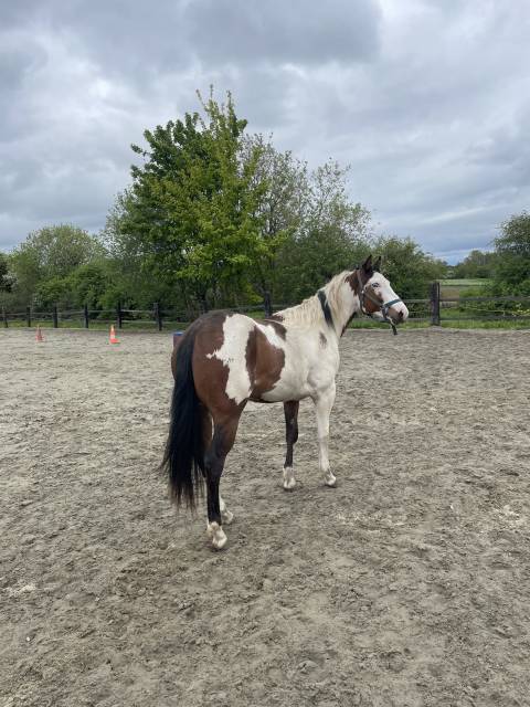 Etalon Paint horse 