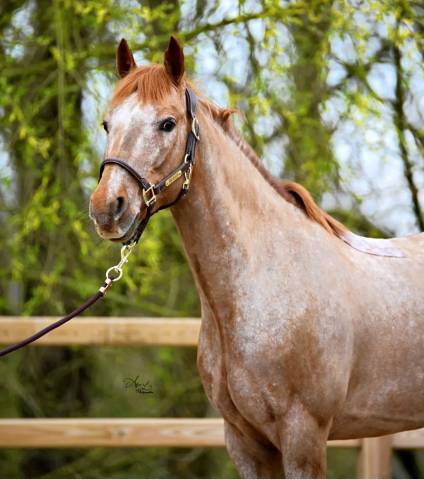 hongre de 9 ans pour CSO