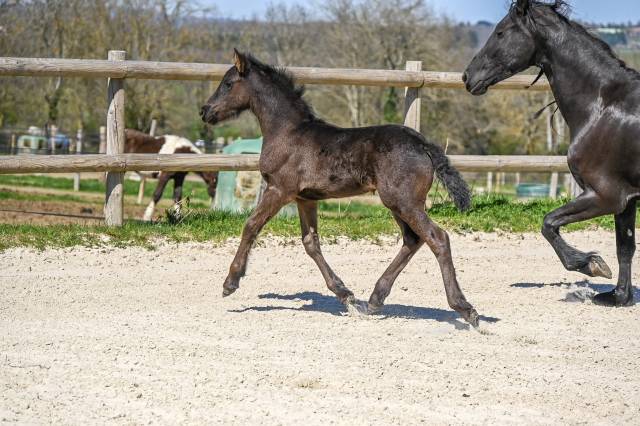 Diora, Une bouille a croquer, Pouliche Frisonne 