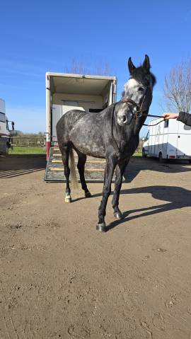 Hongre de 5 ans Zangersheide