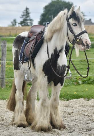 Jolie ponette Irish 
