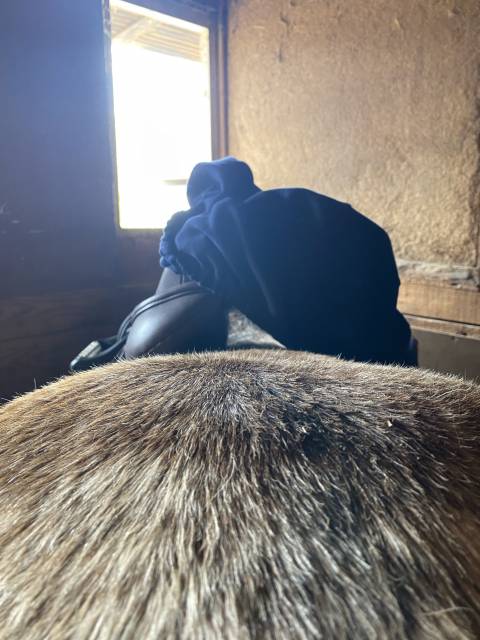 Selle premi&egrave;re &eacute;quine Sautiller 17,5 pouces