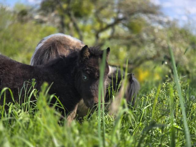 MINIS SHETLANDS