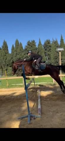 Recherche écurie pour CS Jeunes Chevaux 