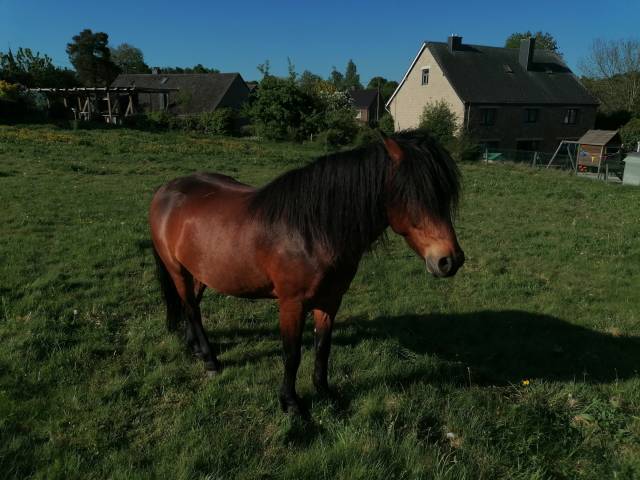 Hongre dartmoor 4 ans