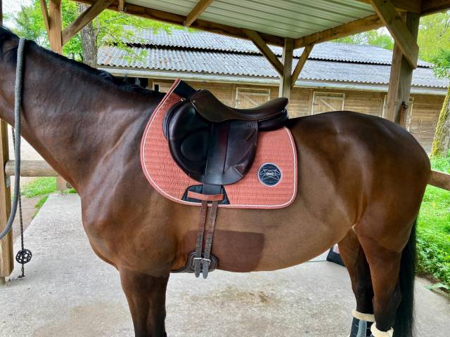 Selle Childeric monoquartier taille 18