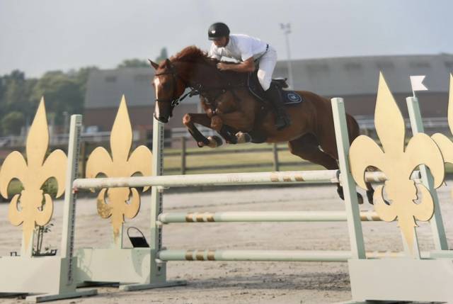 Cheval de sport 