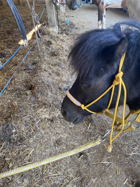 Licol étiologique de haute qualité