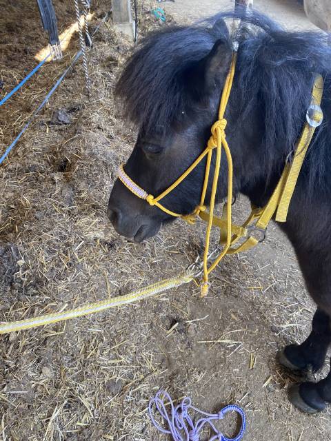 Licol étiologique de haute qualité
