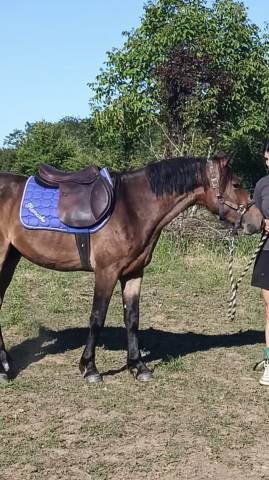 selle forestier séoul 