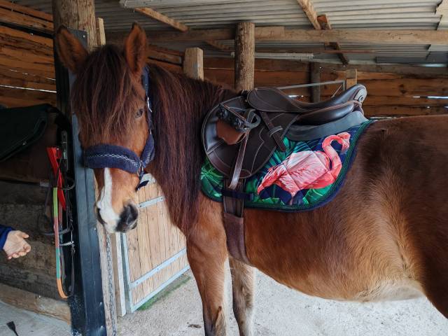 Tapis de selle original motif flamand rose