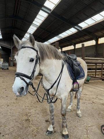 Poney 12 ans 
