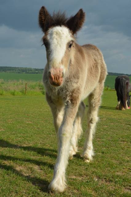 Pouliche Irish cob pp