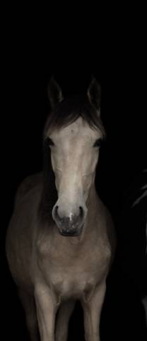 Menzana d'amour - Jeune cheval à vendre 