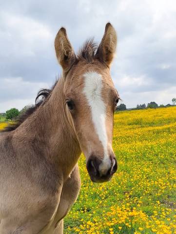 Magnifique poulain isabelle 
