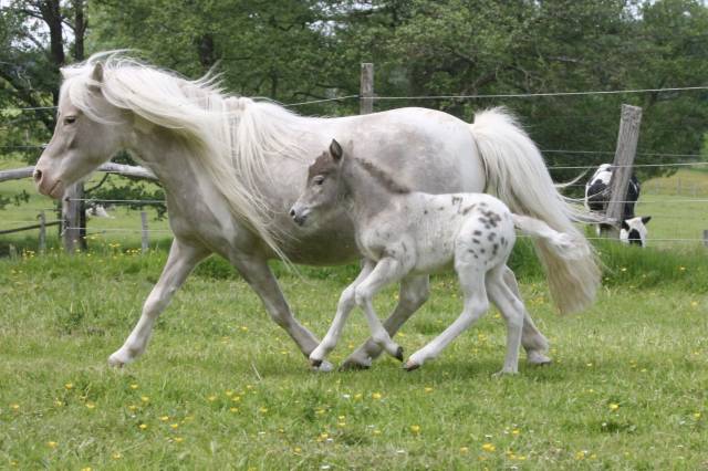 Pouliche miniature Tobiano Léopard Silver 