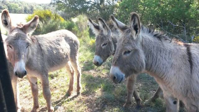 Ane de Provence