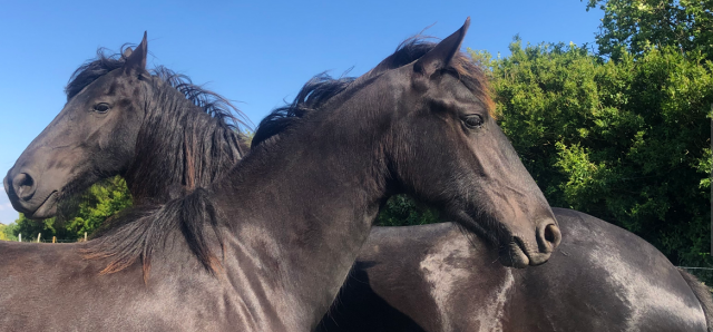 Pouliche frison PP