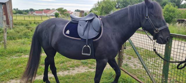 Selle pro tech 3 Mondange