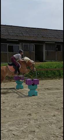 Poney 1m45 type Haflinger