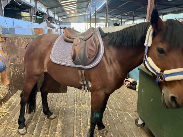 Selle Devoucoux chiberta