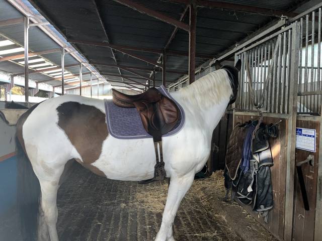 Selle Devoucoux chiberta