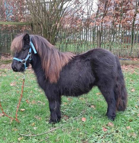 Hongre shetland de 2 ans 