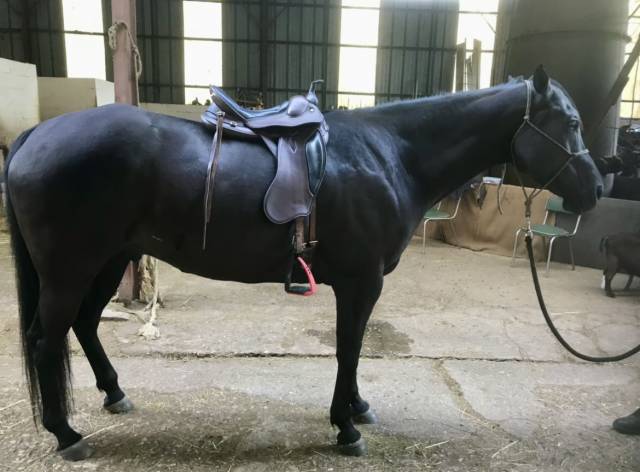 Selle atena prestige 17 pouces 