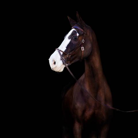 cheval de sport 