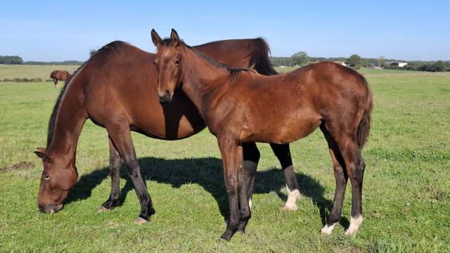 Foal femelle Selle Fran&ccedil;ais par Joker d'Euskadi