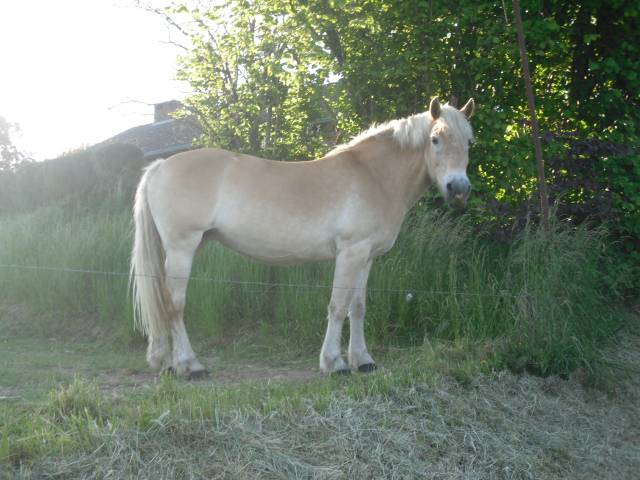 jument haflinger 