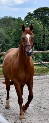 Poulinière origines dressage