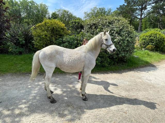 Vend poney camarguais 
