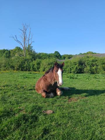 Vendre poulain