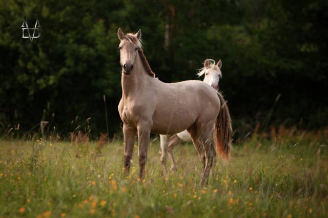 Magnifique pouliche PRE Isabella (double Perle)