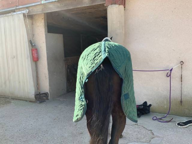 couverture d'écurie etat neuf 155 cm