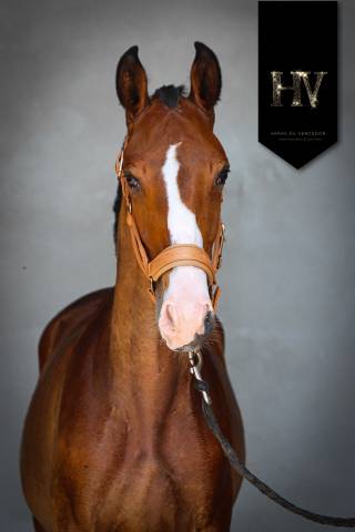 Poulain Lusitanien Ouro JLC x Esperta Sernadinha 